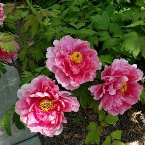 Meet your Posher, Heidi